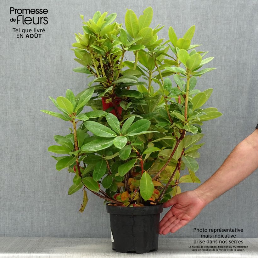 Esemplare di Rhododendron Red Jack Vaso da 4L/5L consegnato in estate