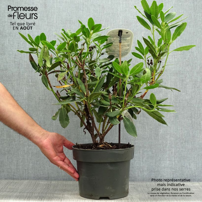 Esemplare di Rhododendron INKARHO Bernstein Vaso da 4L/5L consegnato in estate