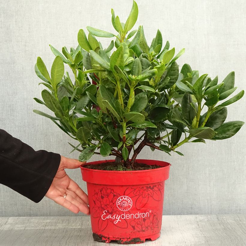 Esemplare di Rhododendron INKARHO Brasilia Vaso da 4L/5L come consegnato in autunno