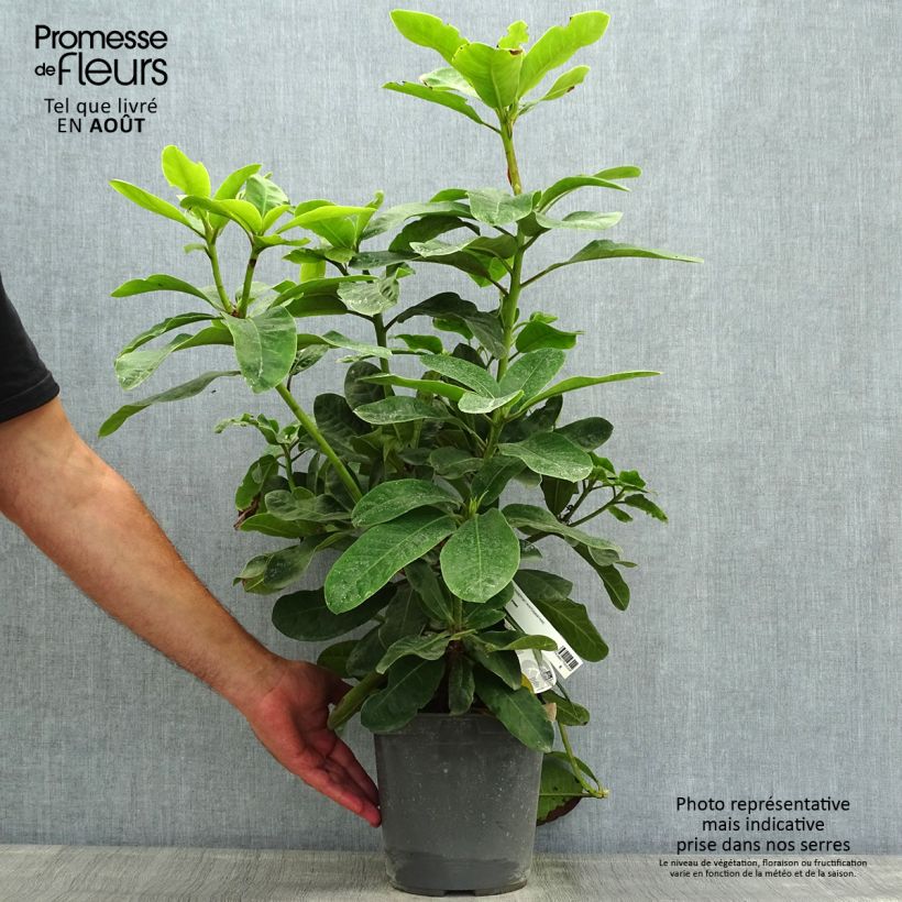 Esemplare di Rhododendron INKARHO Furnivall's Daughter. Vaso da 3L/4L consegnato in estate