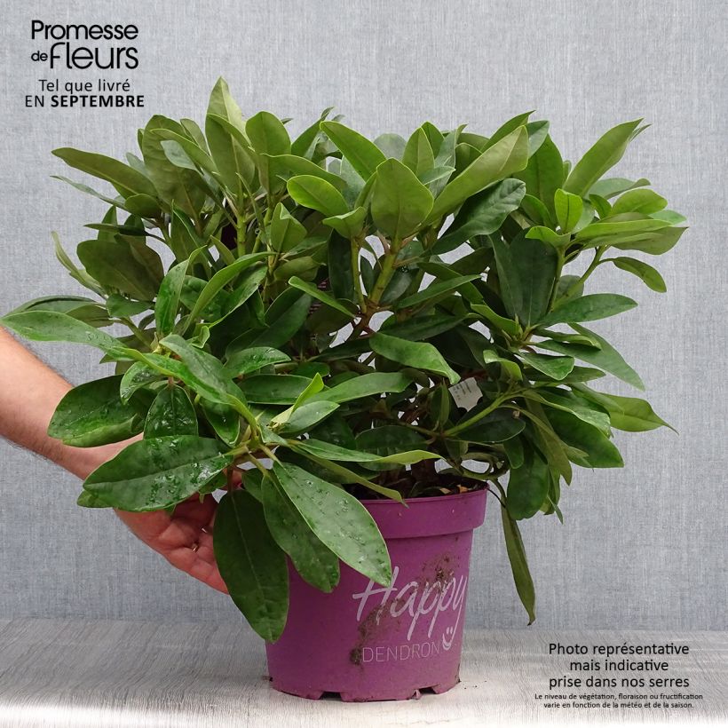 Esemplare di Rhododendron INKARHO Happydendron Pushy Purple Vaso da 4L/5L come consegnato in autunno