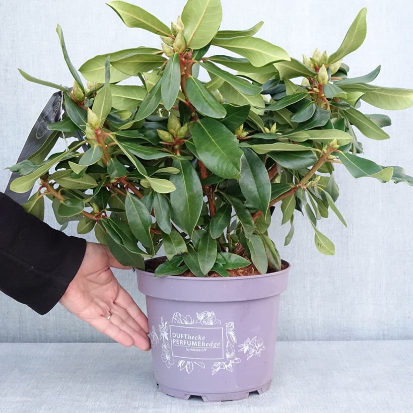 Rhododendron INKARHO Lila Dufthecke Vaso da 4L/5L esemplare consegnato in inverno