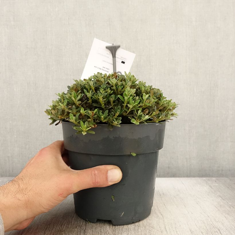 Esemplare di Rhododendron keleticum Vaso da 2L/3L come consegnato in autunno