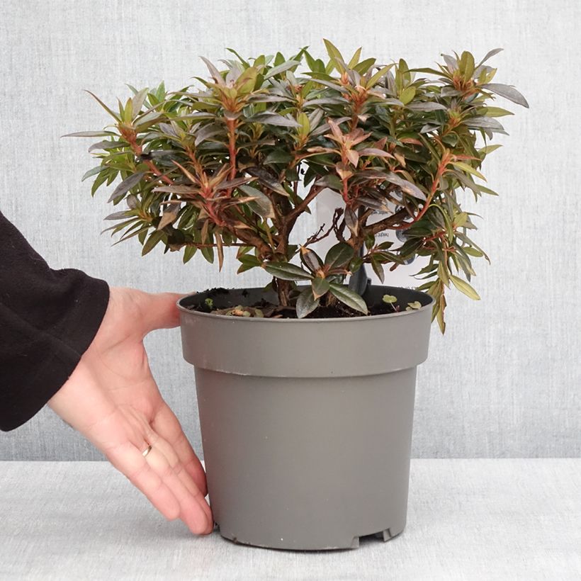 Rhododendron keleticum Robert Seleger Vaso da 2L/3L esemplare consegnato in inverno