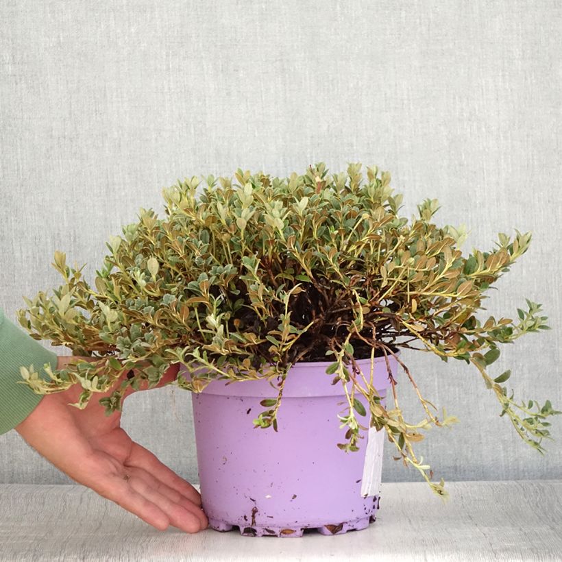 Esemplare di Rhododendron keleticum Lilly Bell Dream Vaso da 3L/4L consegnato in estate