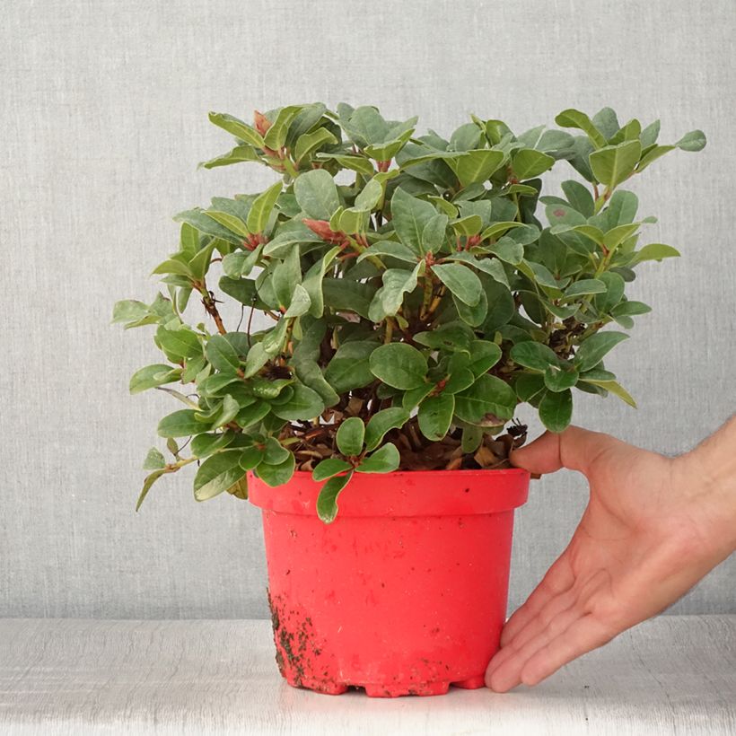 Esemplare di Rhododendron Lilly Bell Love - Rododendro nano Vaso da 3L/4L consegnato in estate