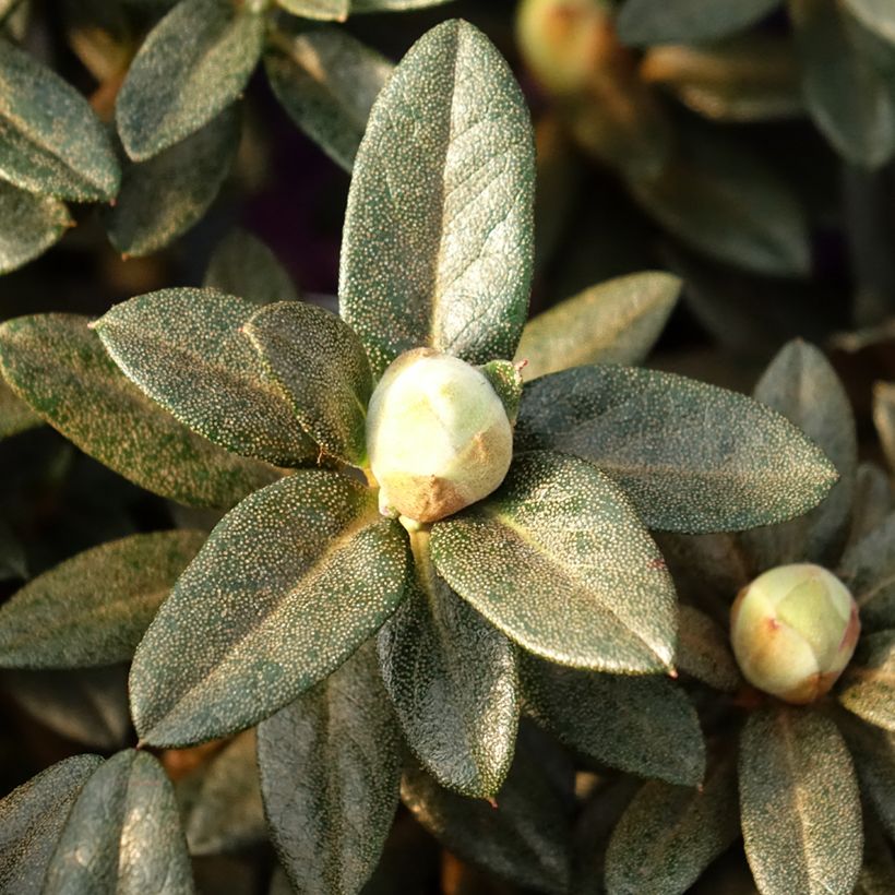 Rhododendron Lilly Bell Magic (Fogliame)