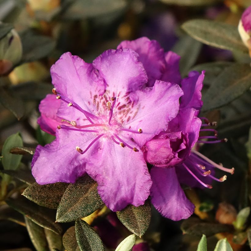Rhododendron Lilly Bell Magic (Fioritura)