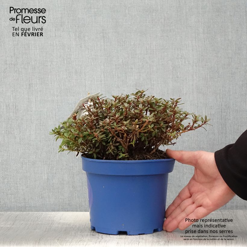 Rhododendron Lilly Bell Night - Rododendro nano Vaso da 3L/4L esemplare consegnato in inverno