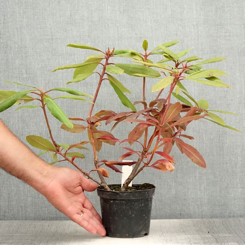 Esemplare di Rhododendron Marcel Ménard Vaso da Ø 12 cm / 13 cm consegnato in estate