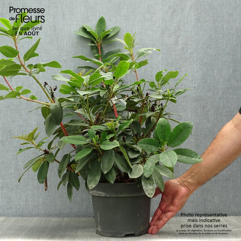 Esemplare di Rhododendron Marie Forte Vaso da 4L/5L consegnato in estate
