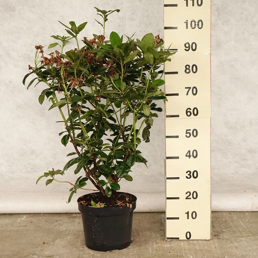 Esemplare di Rhododendron Mrs T.h.lowinsky Vaso da 7,5L/10L consegnato in estate