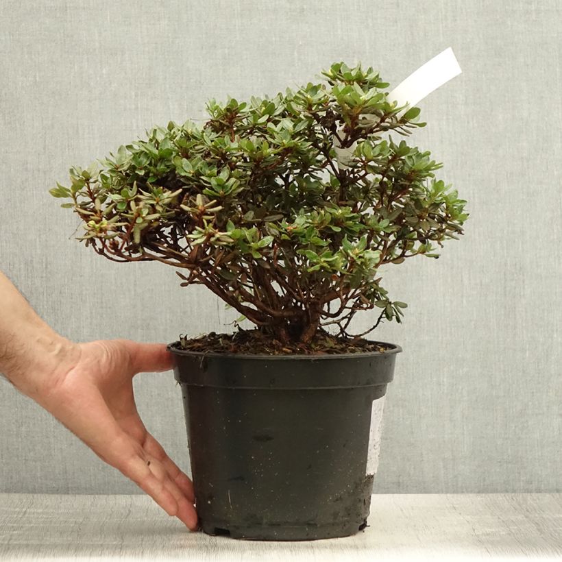 Esemplare di Rhododendron Azurika Vaso da 3L/4L consegnato in estate