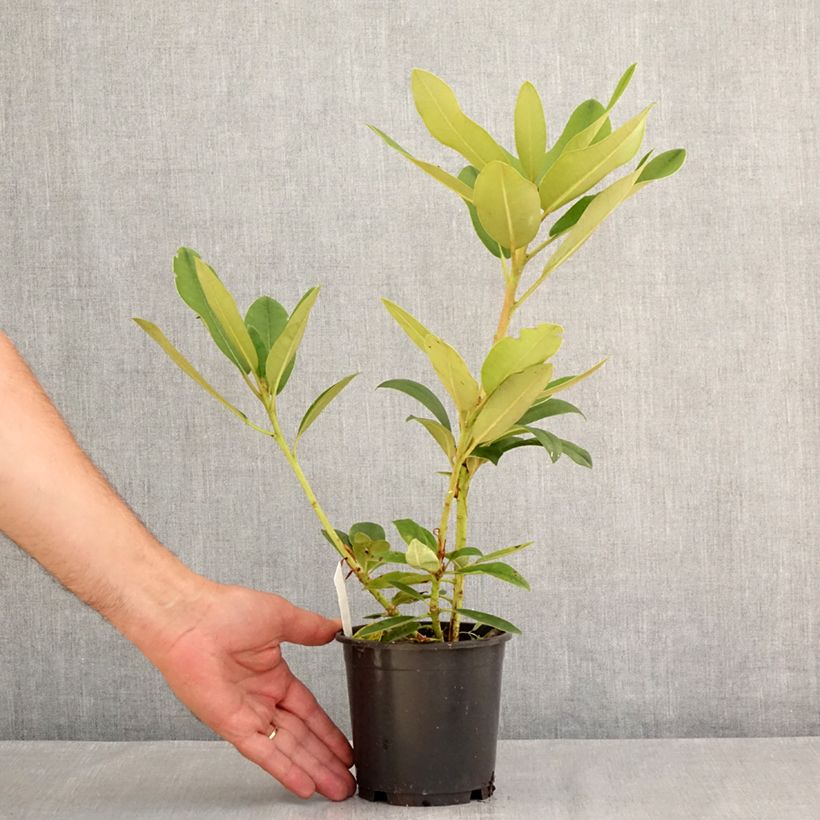Esemplare di Rhododendron yakushimanum Percy Wiseman Vaso da Ø 12 cm / 13 cm consegnato in estate