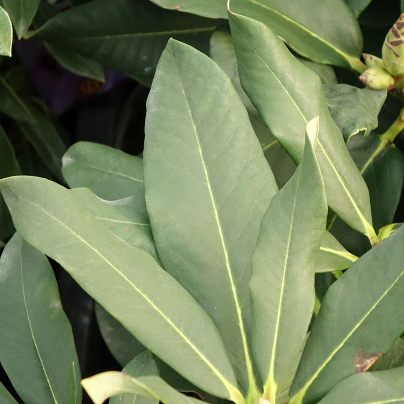 Rhododendron Polar Bear (Fogliame)