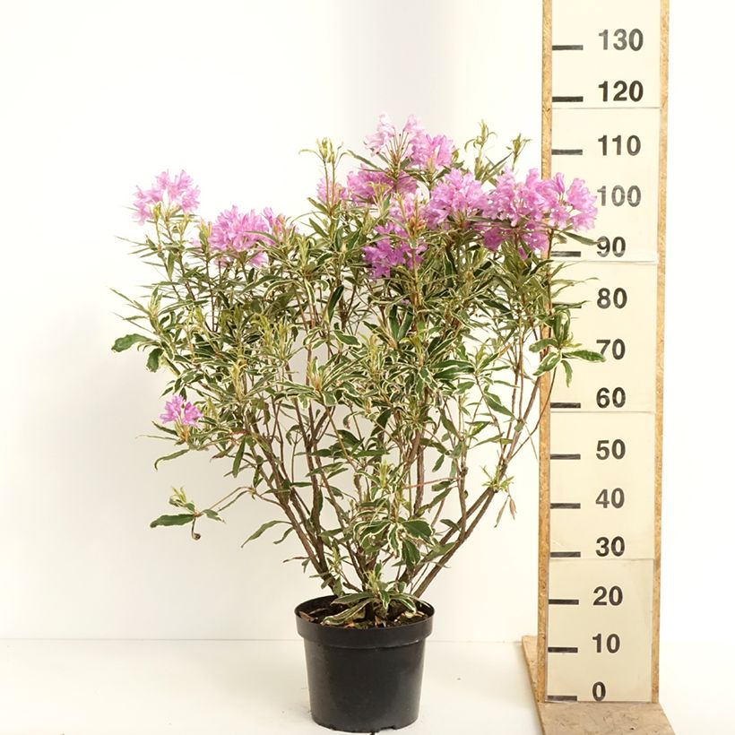 Rododendro pontico Variegatum Vaso da 7,5L/10L esemplare consegnato in primavera