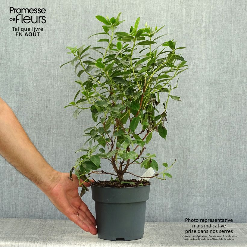 Esemplare di Rhododendron Praecox Vaso da 2L/3L consegnato in estate