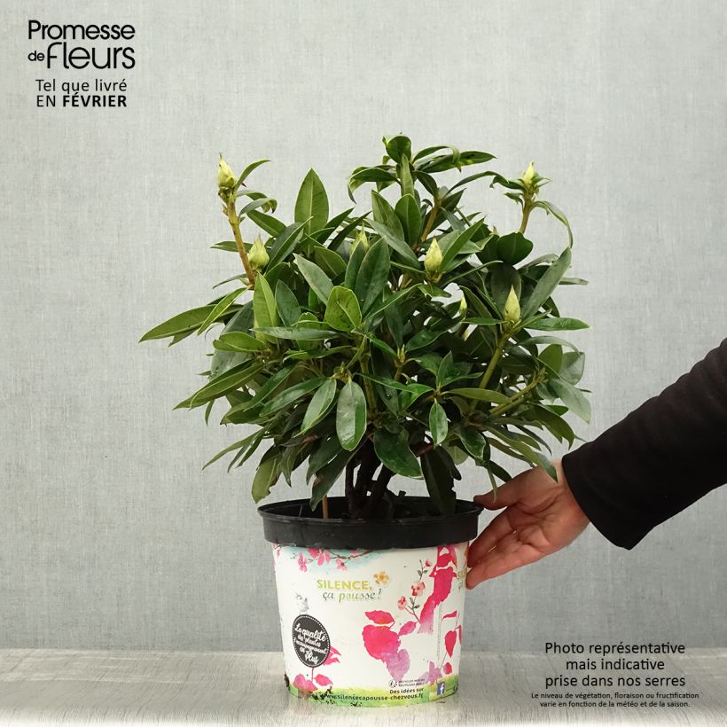Rhododendron Red Eye Vaso da 4L/5L esemplare consegnato in inverno