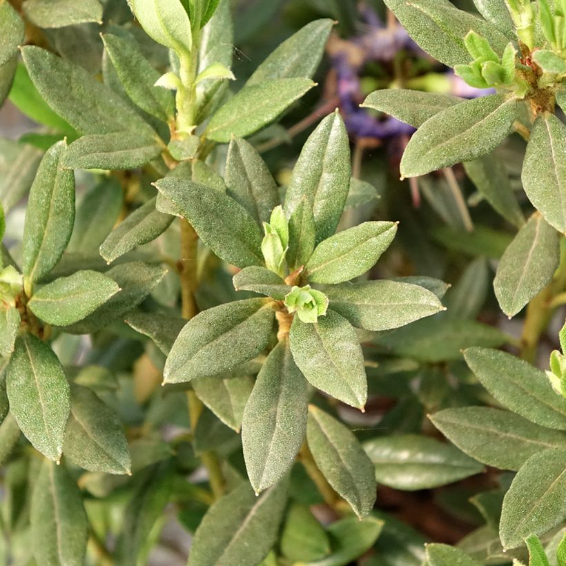 Rhododendron russatum Lauretta (Fogliame)