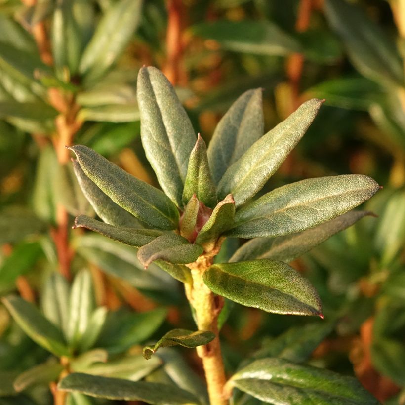 Rhododendron russatum Lauretta (Fogliame)