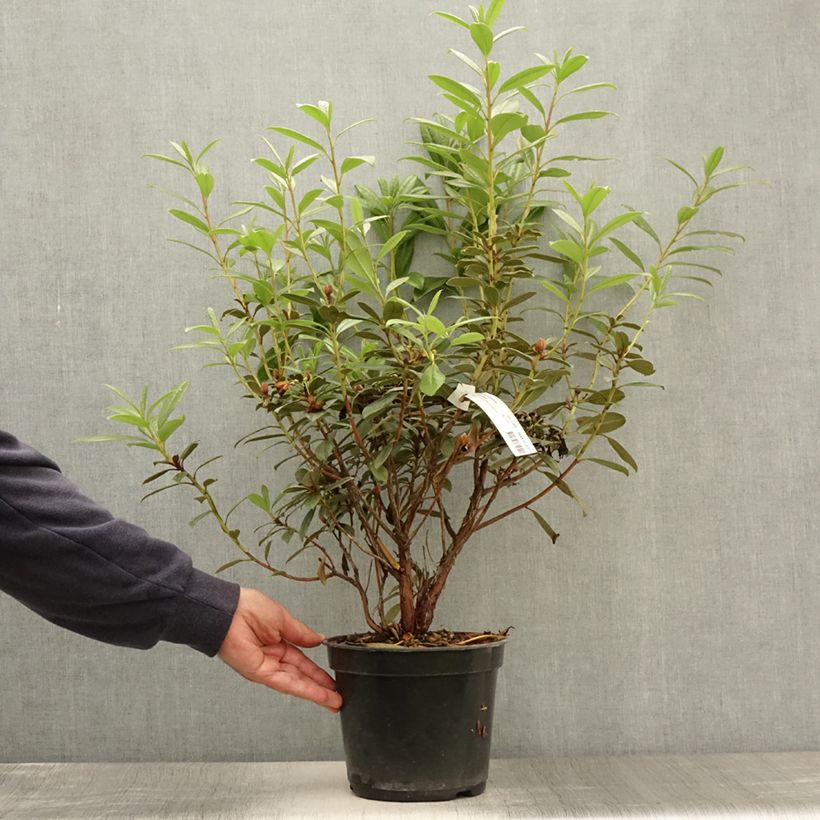 Esemplare di Rhododendron Saffron Queen Vaso da 3L/4L consegnato in estate