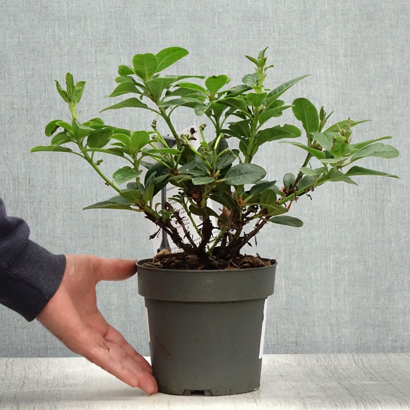 Esemplare di Rhododendron Scarlet Wonder Vaso da 2L/3L consegnato in estate