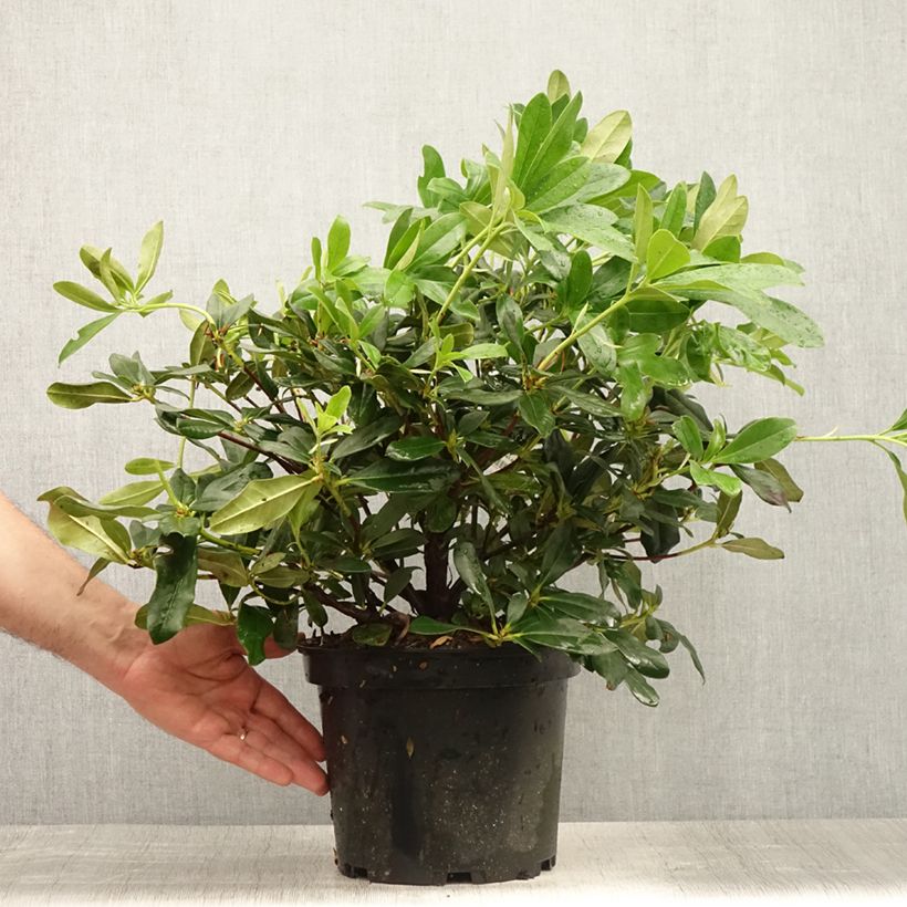 Esemplare di Rhododendron Scyphocalyx Vaso da 6L/7L consegnato in estate