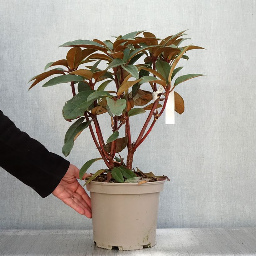 Esemplare di Rhododendron Sir Charles Lemon Vaso da 4L/5L come consegnato in autunno
