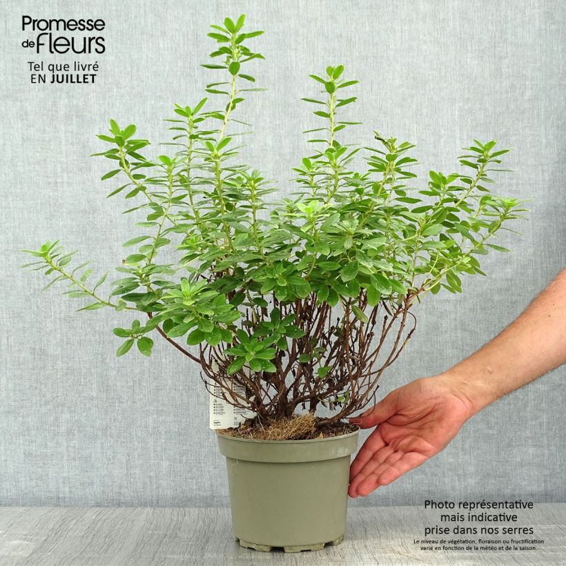 Esemplare di Rhododendron Snipe Vaso da 2L/3L consegnato in estate