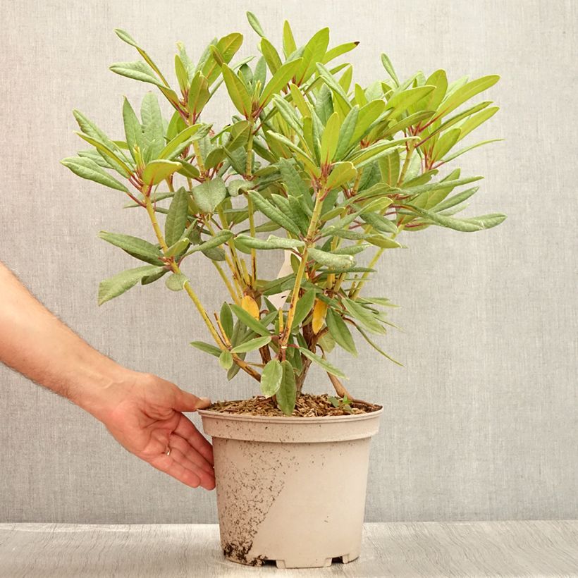 Esemplare di Rhododendron Tortoiseshell Orange Vaso da 4L/5L consegnato in estate