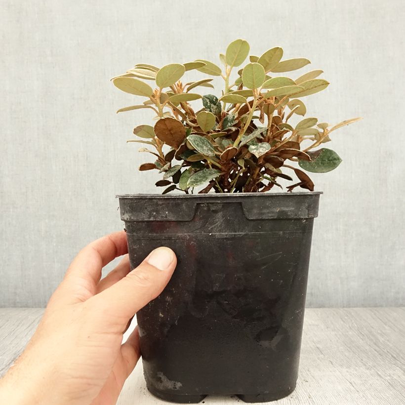 Esemplare di Rhododendron tsariense Vaso da 3L/4L consegnato in estate
