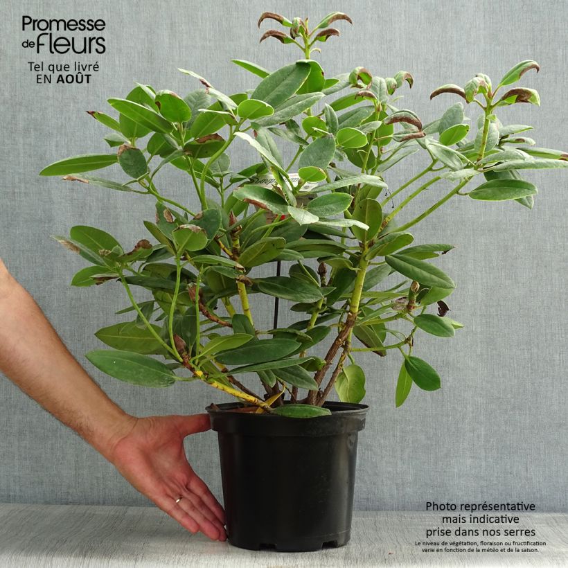 Esemplare di Rhododendron Virginia Richards Vaso da 4L/5L consegnato in estate