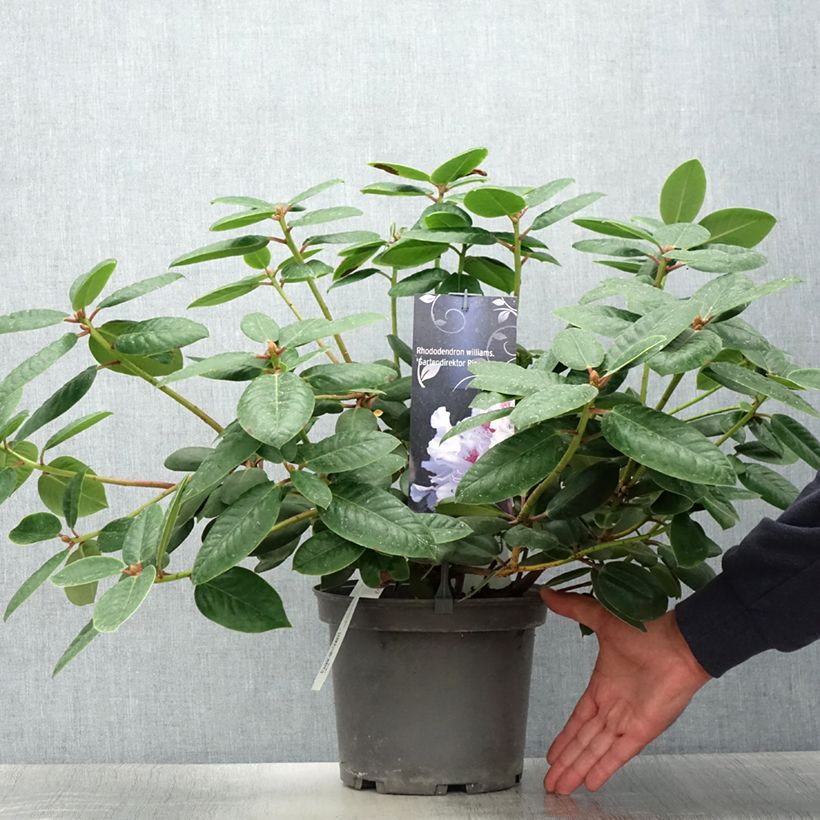 Esemplare di Rhododendron williamsianum Gartendirektor Rieger Vaso da 4L/5L consegnato in estate