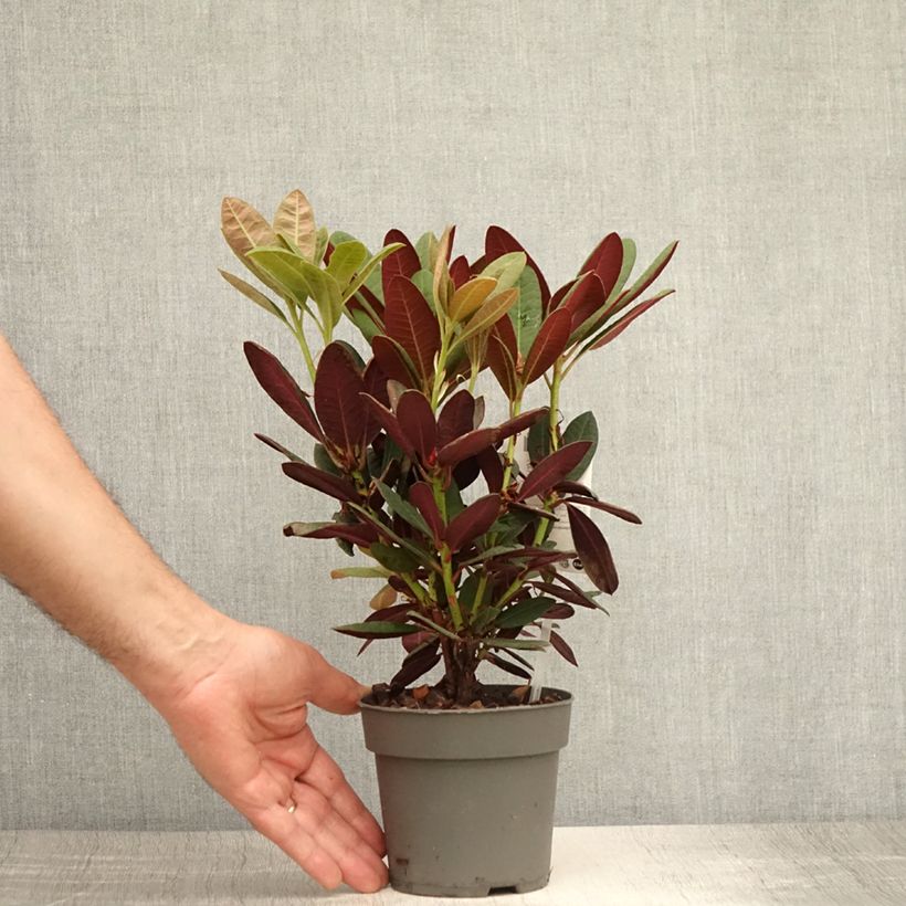 Esemplare di Rhododendron Wine & Roses Vaso da Ø 12 cm / 13 cm consegnato in estate