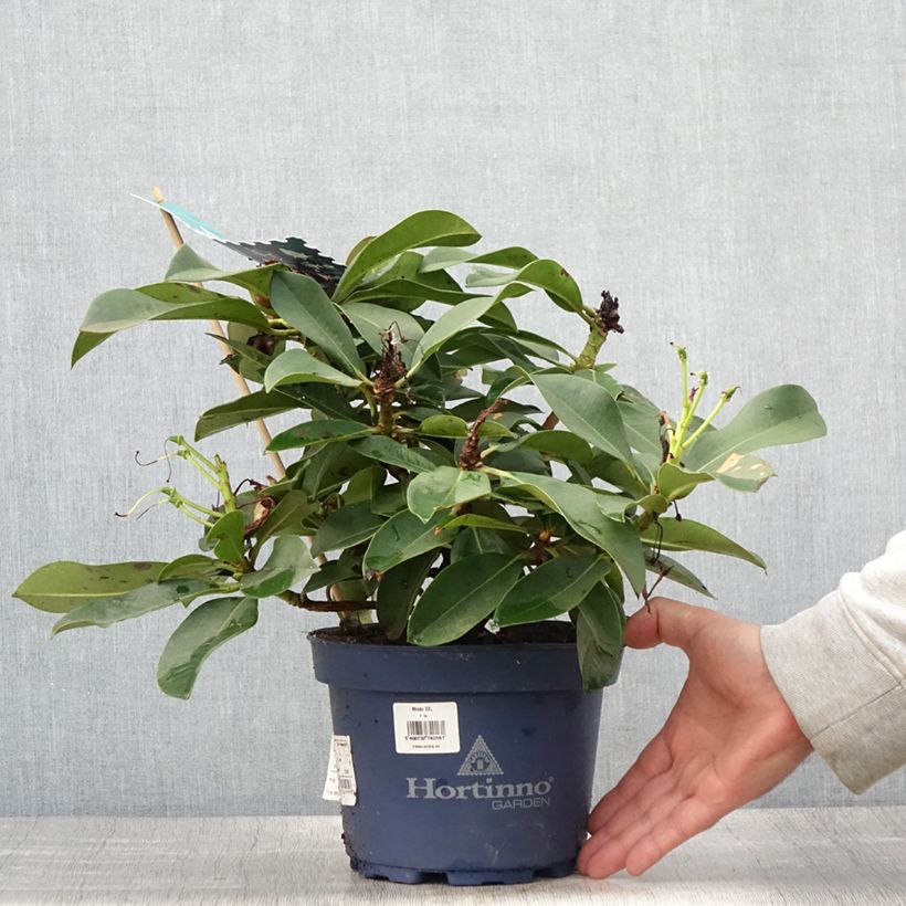 Esemplare di Rhododendron XXL Vaso da 2L/3L consegnato in estate