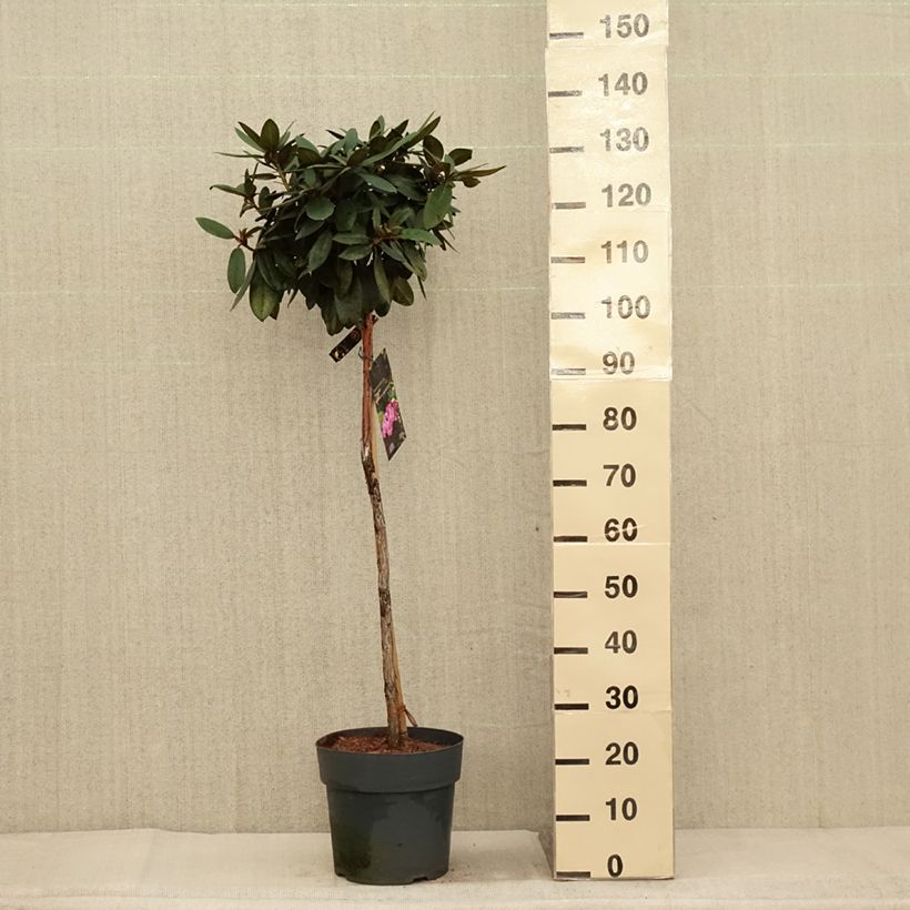 Esemplare di Rhododendron yakushimanum Anuschka Vaso da 7,5L/10L come consegnato in autunno