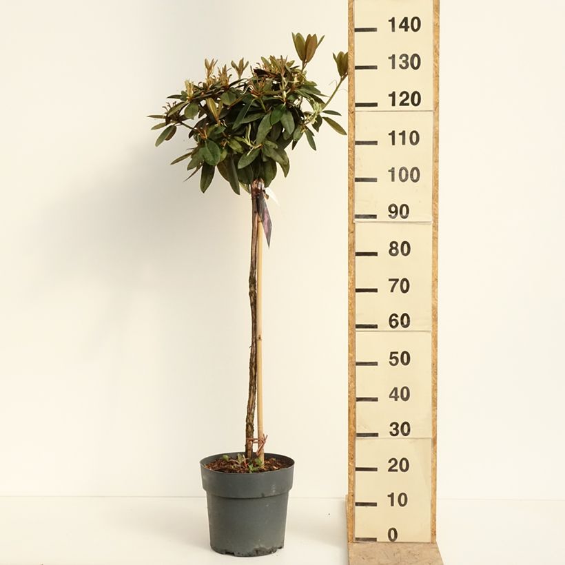 Rhododendron yakushimanum Anuschka Vaso da 7,5L/10L esemplare consegnato in primavera