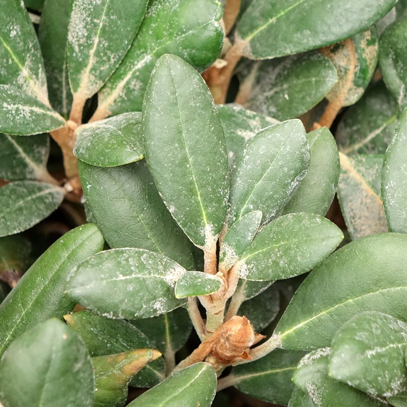Rhododendron yakushimanum Debbie Dane (Fogliame)