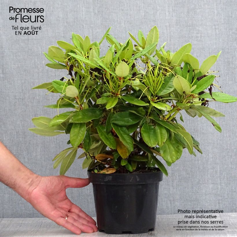 Esemplare di Rhododendron yakushimanum Dopey Vaso da 2L/3L consegnato in estate