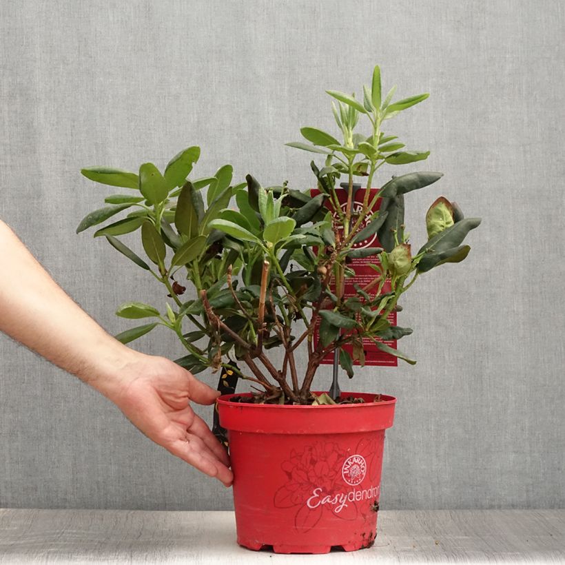 Esemplare di Rhododendron yakushimanum Easydendron Bohlken's Laura Vaso da 4L/5L consegnato in estate