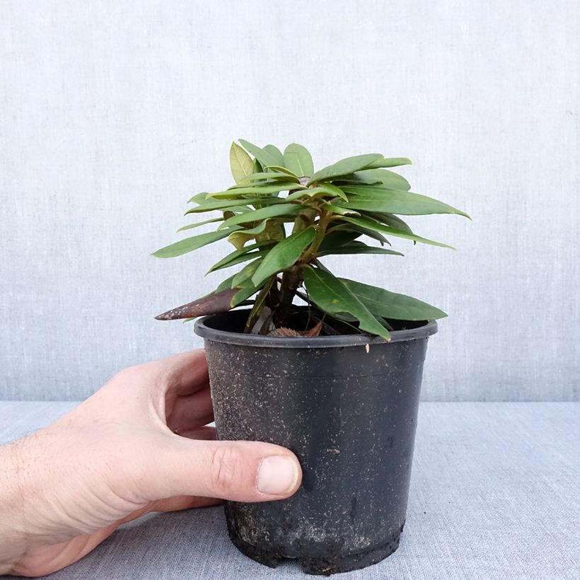 Rhododendron yakushimanum Kalinka Vaso da Ø 12 cm / 13 cm esemplare consegnato in inverno