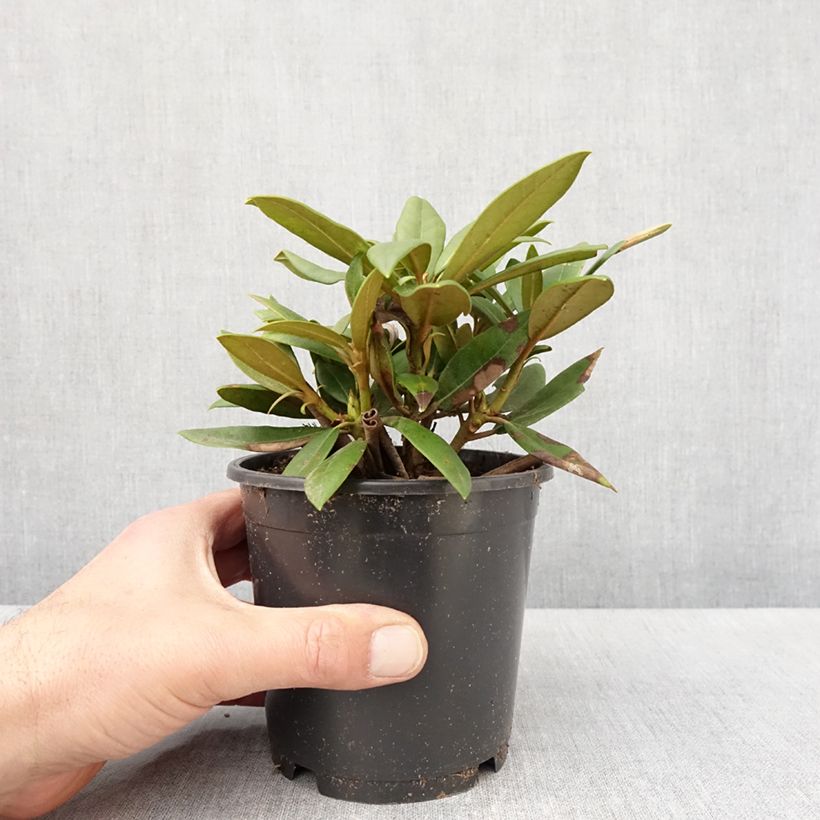 Rhododendron yakushimanum Kalinka - Rhododendron nain - Pot de 12 cm / 13 cm esemplare consegnato in primavera