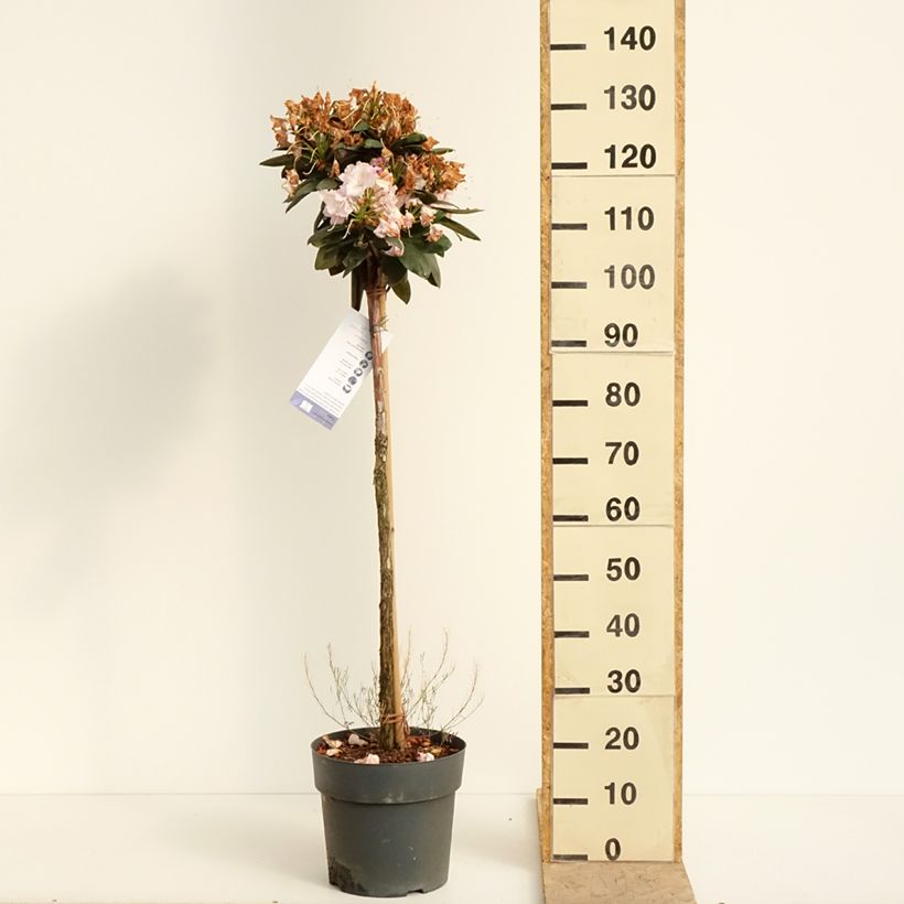 Rhododendron yakushimanum Polaris Vaso da 7,5L/10L esemplare consegnato in primavera