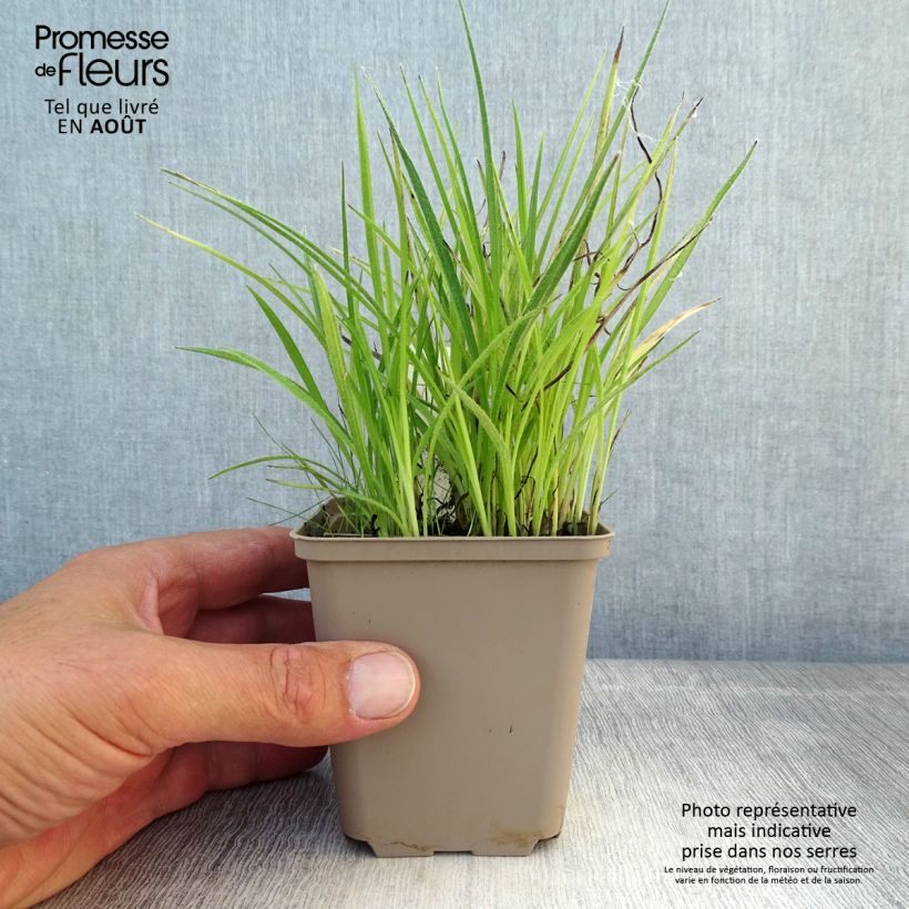 Esemplare di Rhodohypoxis Fairy Kisses Vasetto da 8/9 cm consegnato in estate