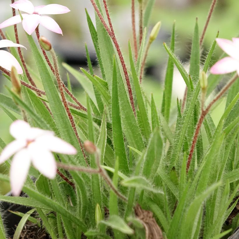 Rhodohypoxis Fairy Kisses (Fogliame)