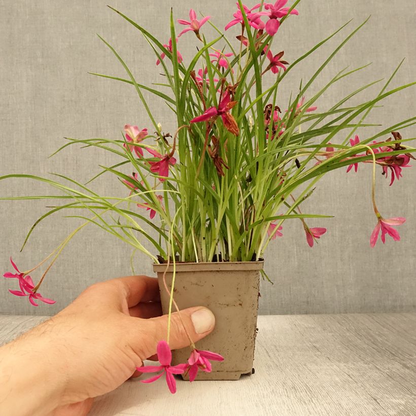Esemplare di Rhodohypoxis Beverly Vasetto da 8/9 cm consegnato in estate