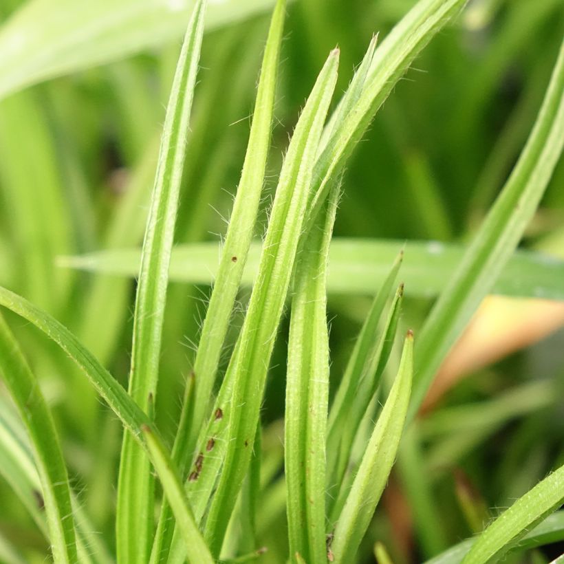 Rhodoxis Summer Stars Peppermint (Fogliame)