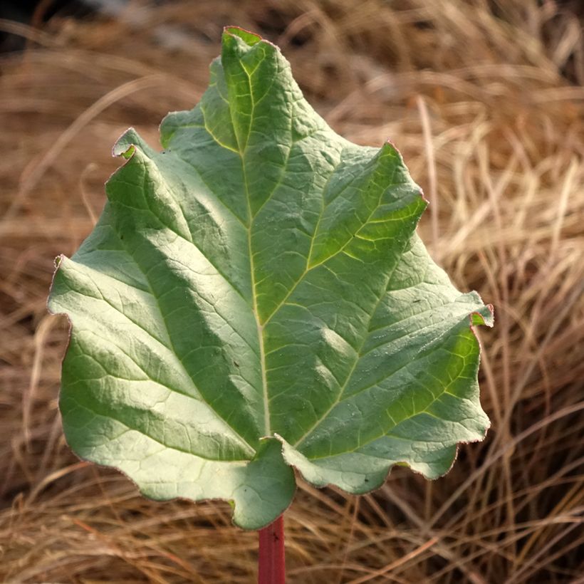 Rheum x hybridum Victoria - Rabarbaro (Fogliame)
