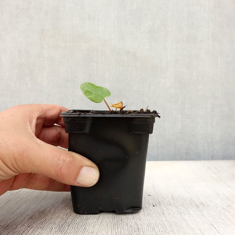 Esemplare di Rheum x hybridum Victoria - Rabarbaro Vasetto da 8/9 cm come consegnato in autunno