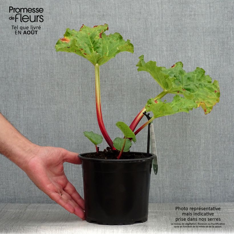 Esemplare di Rheum x hybridum Frambozen Rood - Rabarbaro Vaso da 2L/3L consegnato in estate
